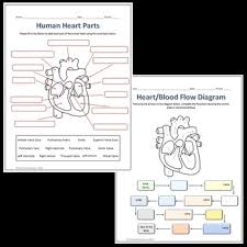 Human Heart Parts And Blood Flow Labeling Worksheets