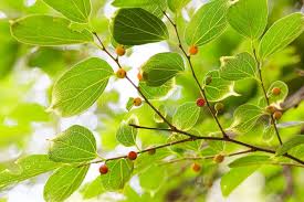 Image result for Celtis sinensis