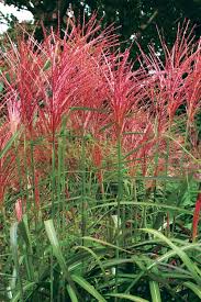Image result for Miscanthus violaceus