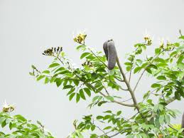 Image result for Hymenaea