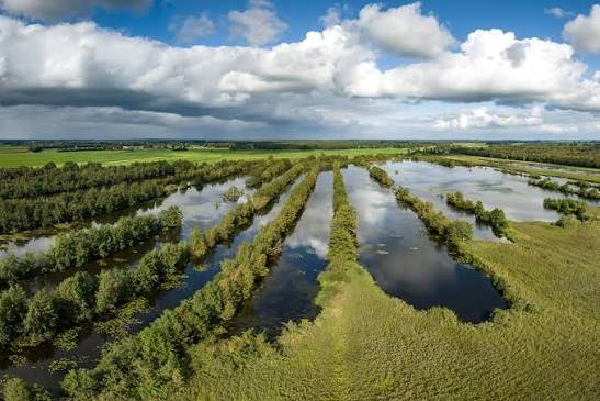 Prachtige groene natuur in Nationaal Park Weerribben-Wieden