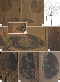 Image result for Aphanocalyx richardsiae