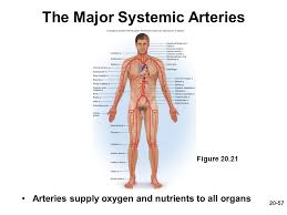 15.1 abdominal aorta and major branches anterior view. 33 Label The Major Systemic Arteries Labels For Your Ideas