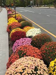 Chrysanthemum Pests And Diseases Plant Diseases Ornamental Plants Planting Mums
