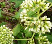 Image result for Psorospermum febrifugum