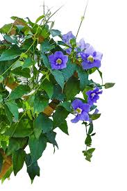 Image result for Thunbergia kirkiana