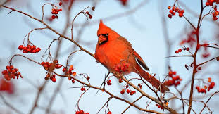 Throughout our website and on social media, we offer hope, love and inspiration. 5 Fun Facts About The Northern Cardinal Lyric Wild Bird Food