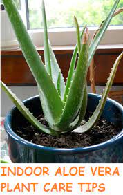More on growing aloe vera: Great Aloe Tips For Indoor Plants Plants Aloe Plant Aloe Vera Plant
