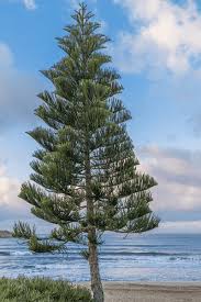 Image result for Araucaria columnaris