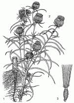 Image result for Vernonia galamensis