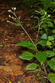 Image result for Adenostemma