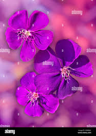 Image result for Dissotis glandulosa