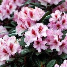 Rhododendron Diadem Busk Blomstret Blomster Haver