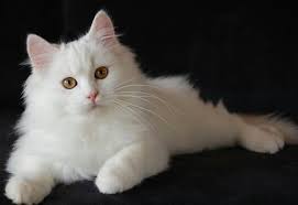 Berburu wallpaper ialah sebuah kegiatan yang pastinya sering dilakukan tidak terkecuali mencari gambar kucing. Gambar Kucing Anggora Cantik