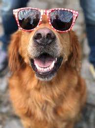 Hakan Yeni Adli Kullanicinin Golden Retriever Panosundaki Pin