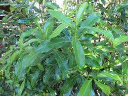 Image result for Nesogenaceae