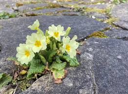 Image result for Primula