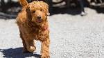 PuppyFind | Goldendoodle Puppies for Sale