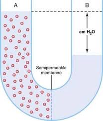 Simple diffusion is the process by which solutes are moved along a concentration gradient in a solution or across a semipermeable membrane. Transport Of Substances Through Cell Membranes Membrane Physiology Nerve And Muscle Guyton And Hall Textbook Of Medical Physiology 12th Ed