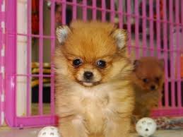 Hide this posting restore restore this posting. Mini Pomeranian For Sale Craigslist Novocom Top