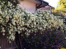 Check spelling or type a new query. Fragrant White Climbers