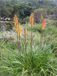 Image result for Kniphofia thomsonii