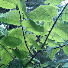 Image result for Celtis