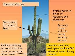 (iii) its stem is covered with a thick waxy layer to retain water. Lsn34 How Do Plants And Animals Adapt To Life