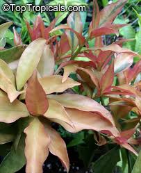Image result for Pereskia aculeata