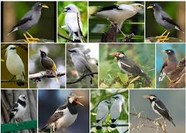 ∙ promo pengguna baru ∙ kurir instan ∙ bebas ongkir ∙ cicilan 0%. Daftar Harga Resmi Semua Jenis Burung Jalak Terbaru Agustus 2017 Blog Kicau Mania