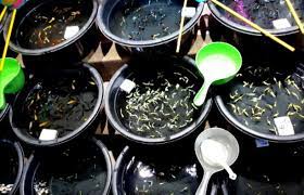 About press copyright contact us creators advertise developers terms privacy policy & safety how youtube works test new features press copyright contact us creators. Solusi Lahan Sempit Berikut Cara Budidaya Ikan Guppy Di Ember Star Farm International