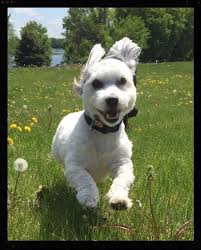 Monticello nuclear generating plant is owned and operated by northern states power company (nsp) place pet in a portable cage and evacuate with family. Links Pawtastic Pet Care