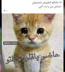 in 2021 funny quotes for instagram arabic funny funny picture jokes
