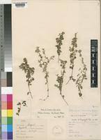 Image result for Oldenlandia goreensis