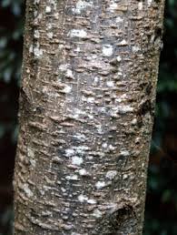 Image result for Secamone africana