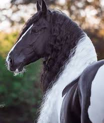 beautiful horse schone pferde pferde fotografie tinker pferd