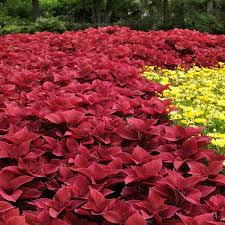 Image result for Coleus alpinus