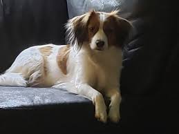Not akc pet quality, please know the breed, there is a rehoming fee. Seattle Times Classifieds Pets Nederlandse Kooikerhondje Puppies Available In 2020 Dog Activities Different Breeds Of Cats Pets
