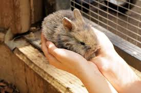 Accueillir Et S Occuper D Un Lapin Nain Truffaut