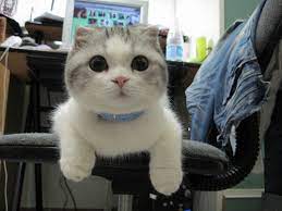 Silver munchkin british long hair bsh. This Cat Where To See Or Buy