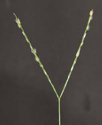 Image result for Agrocharis incognita