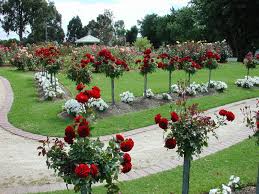 Pin By Amanda Savoie On Garden Rose Garden Design Rose Trees Rose Garden Landscape