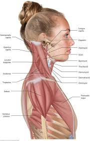 Initiates and assists deltoid in abduction of the arm and acts with rotator cuff muscles. Neck And Shoulder Muscles Anatomy Anatomy Drawing Diagram