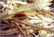 Image of Sugarcane diseases in Pakistan