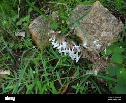 Image result for Orthosiphon thymiflorus