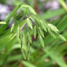 Maybe you would like to learn more about one of these? Little Tickler Sea Oats