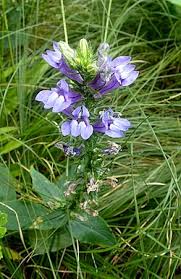 Image result for Lobelia chireensis