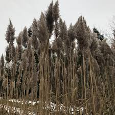 Image result for Phragmites mauritianus