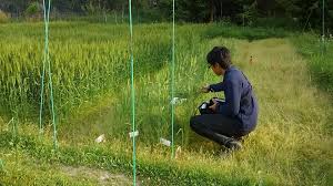 学内水田のコムギ 10 Sekiya Lab