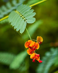 Image result for Sebaea sedoides